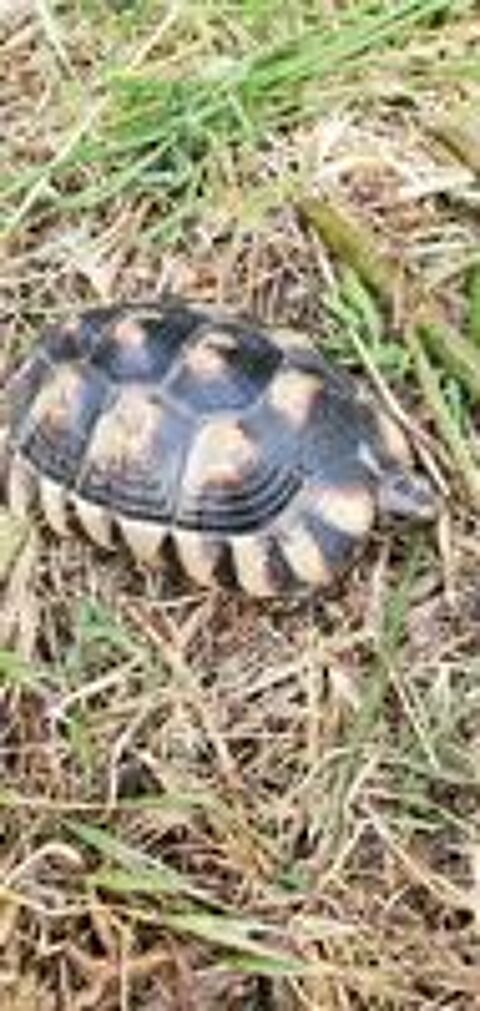   Marginata mâle et femelle  14 ans 