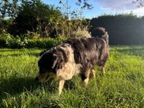   Donne chien contre bons soins 