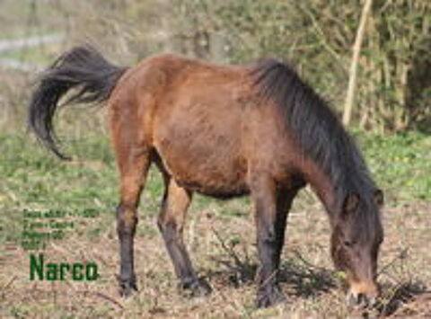   poneys B  