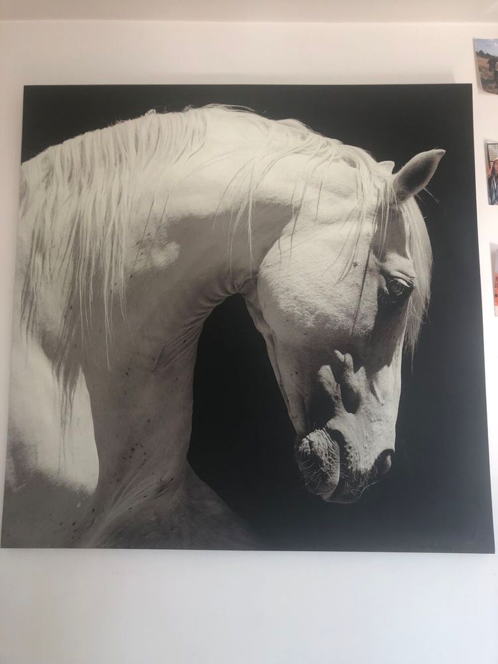 Tableau cheval noir et blanc Décoration