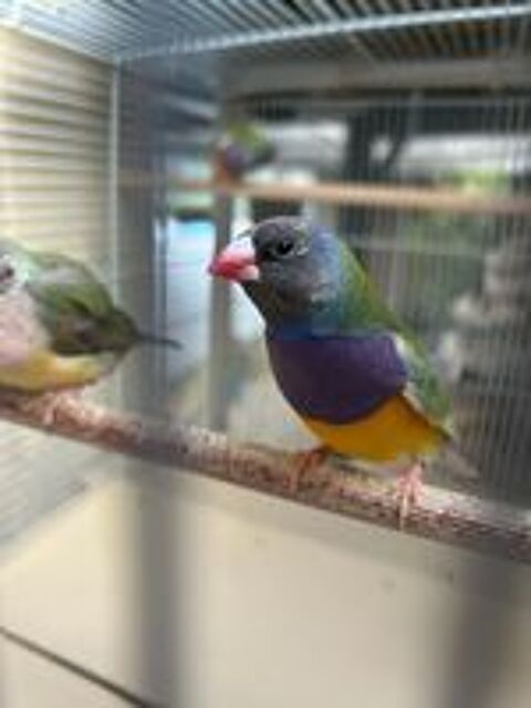   Diamant de Gould  