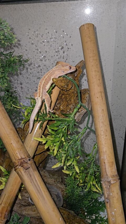 Gecko a crête  120 95320 Saint-leu-la-fort