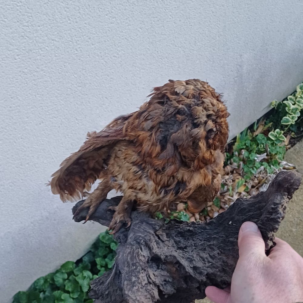 hibou chouette empaille naturalise taxidermie 