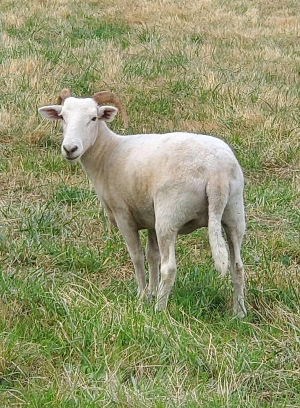   mouton wilshir horn 