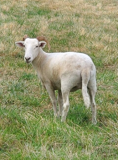 mouton wilshir horn 1 09100 Pamiers