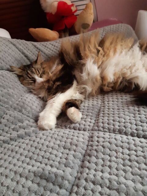 je m'occupe de votre chat en votre absence 0 84130 Le pontet