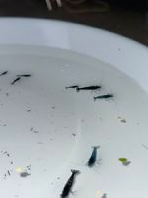   Crevettes bleues  