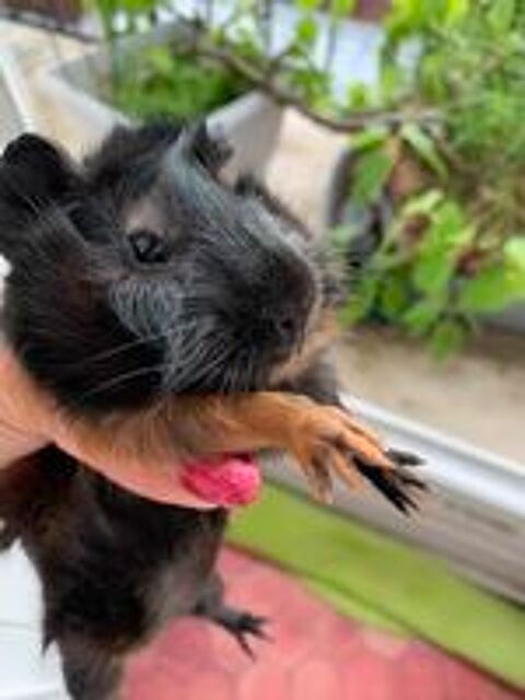   Femelle cochon d'inde 