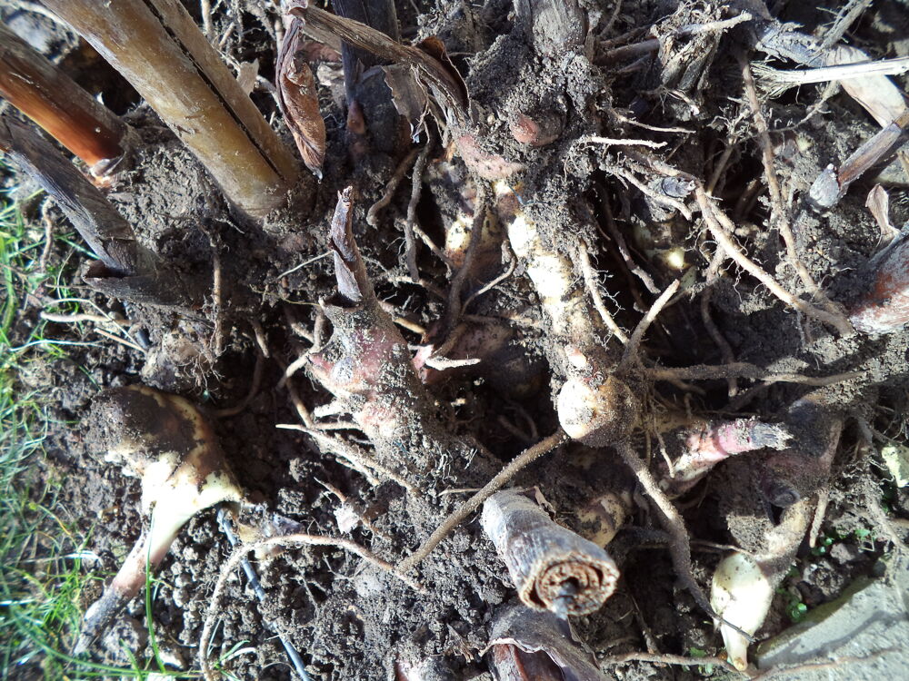Bulbes de Cannas rouge beau feuillage Jardin