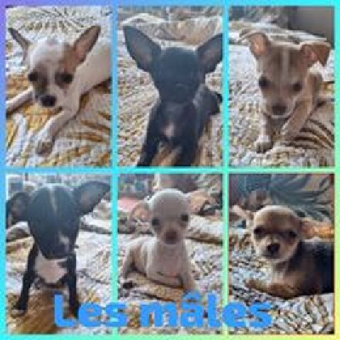   Adorables chiots Chihuahuas à placer  