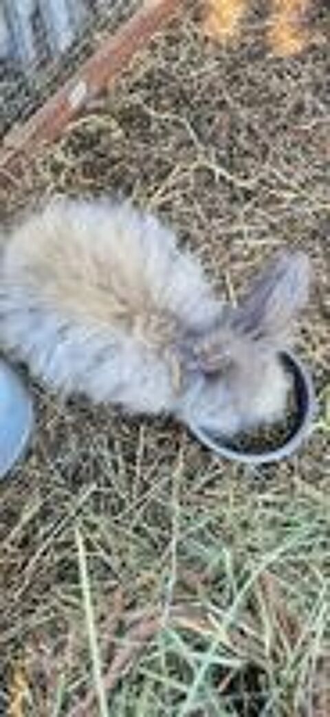   Lapin angora 