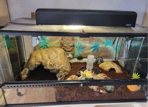 4 Escargots géants africains + terrarium + accessoires Petit-Réderching (57)