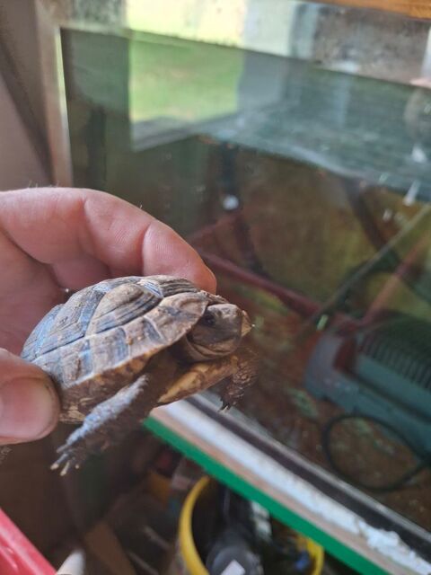 Tortue de jardin 110 42140 Chazelles-sur-lyon