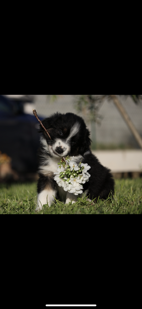 Chiot Bergers australiens LOF 1000 11150 Bram