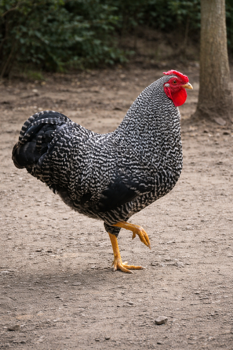 Wyandotte coq barr&eacute; rare 25 34750 Villeneuve-lès-maguelone
