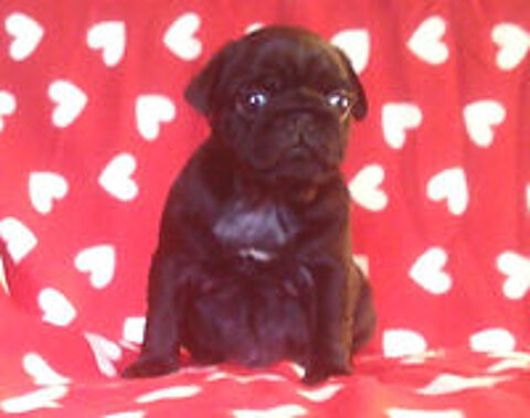   Beaux chiots carlins noir mâles à réserver 