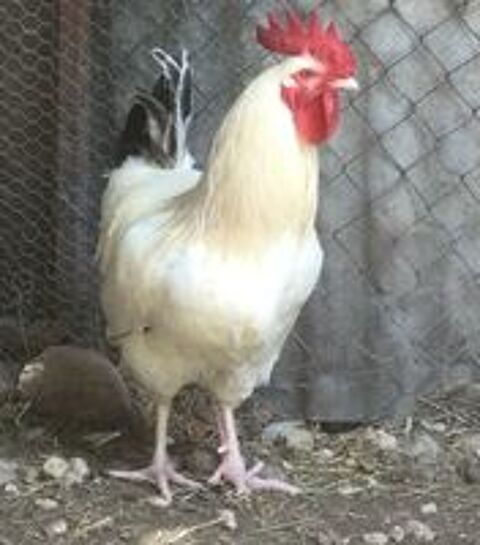   Beau coq de ferme blanc reproducteur 
