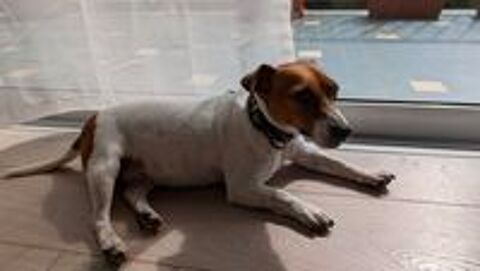   Jack russell femelle age 2 ans 