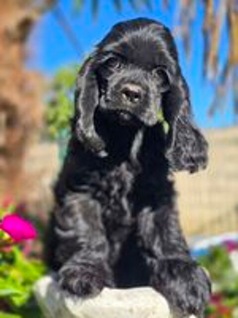   Mâle chiot cocker américain noir  