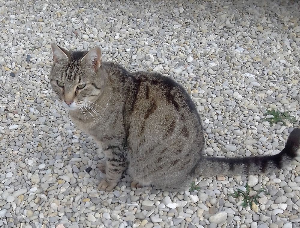   Chat TONKA � l adoption 