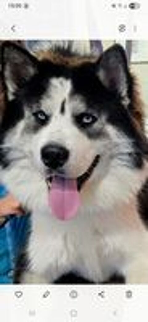   Bonjour, j ai un très beau mâle husky poils longs,  