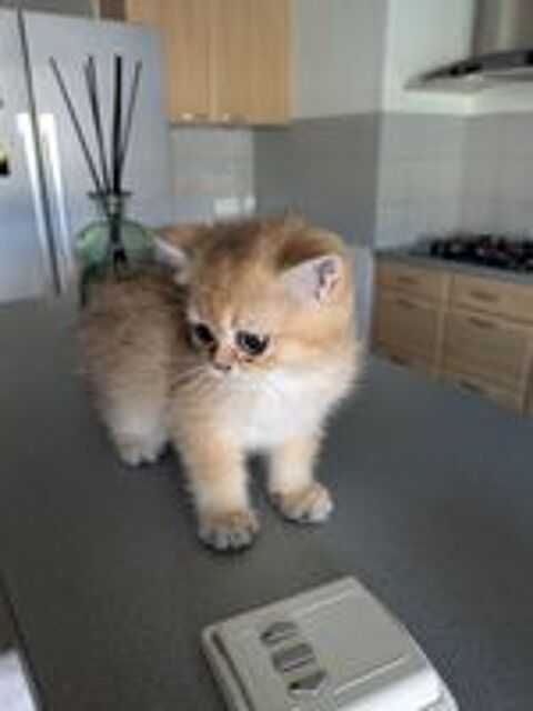   British shorthair 