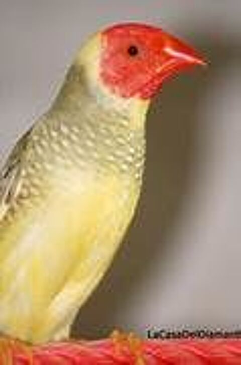 Diamants Ruficauda 25 59270 Mteren