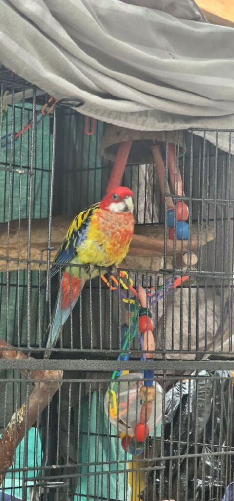 Recherche une compagne pour ma perruche omnicolore. 0 60550 Verneuil-en-halatte