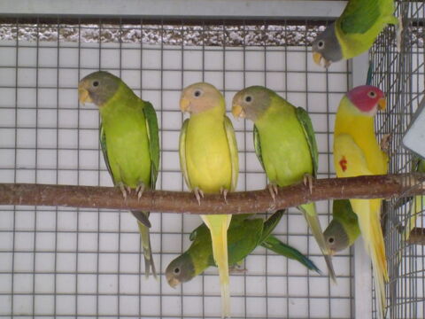 Perruches t&ecirc;te prunes porteurs dilu&eacute;es (jaune) 90 59950 Auby