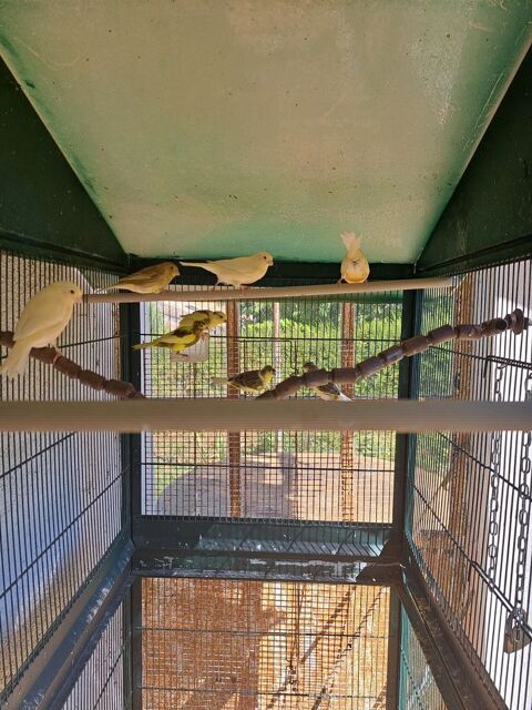 Canaris  toutes couleurs 12 79500 Melle