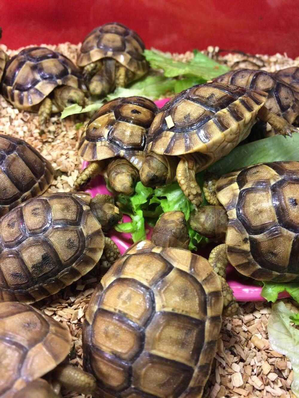 Tortues juv&eacute;niles disponibles Jardin