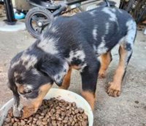   Mâle beauceron arlequin pure race non lof  