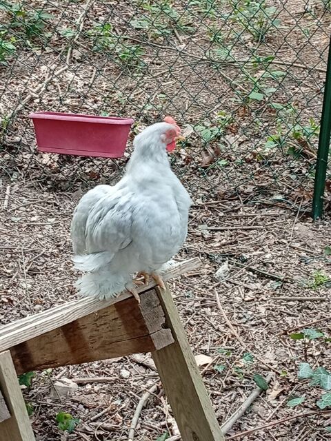 COQ PEKIN 0 35440 Dingé