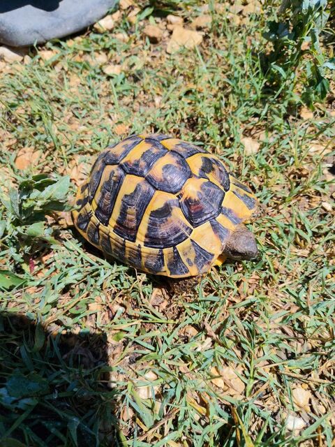 Tortue 0 13500 Martigues