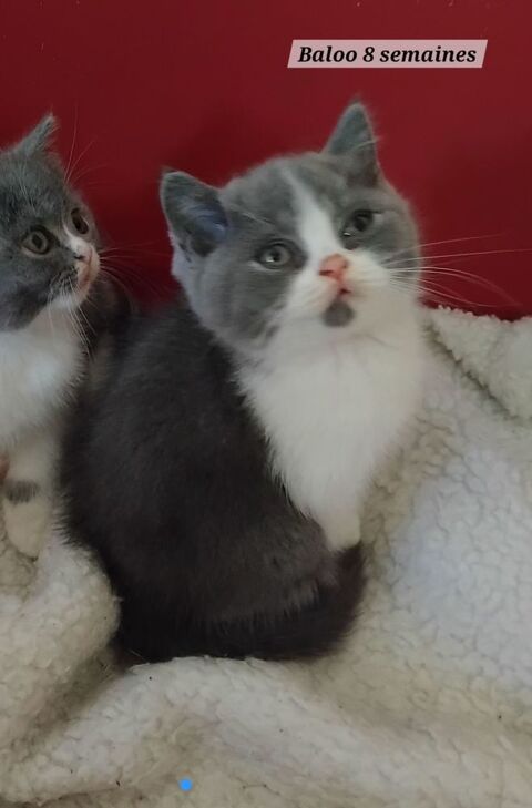 Beau chaton male loof british shorthair bleu et blanc 1150 26100 Romans-sur-isère