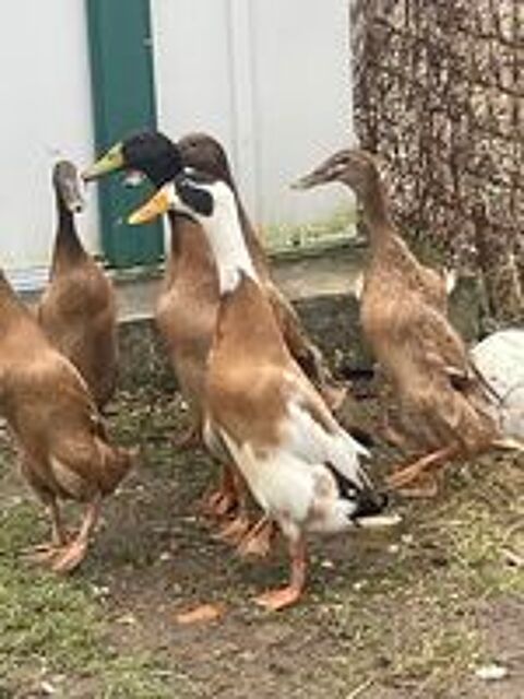  Couple de canard coureur indien sur royan 17200 