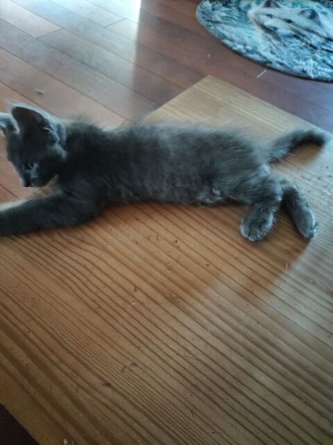chatons Angora Turc Bleu 600 29140 Rosporden