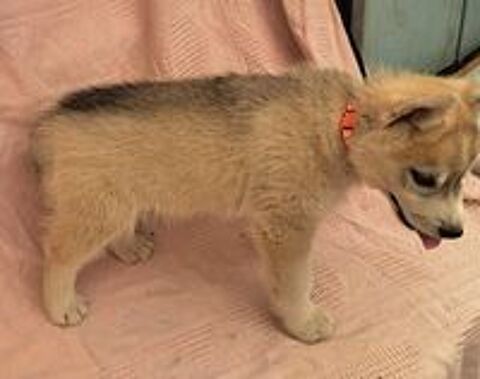   MAGNIFIQUES CHIOTS HUSKY SIBERIEN 
