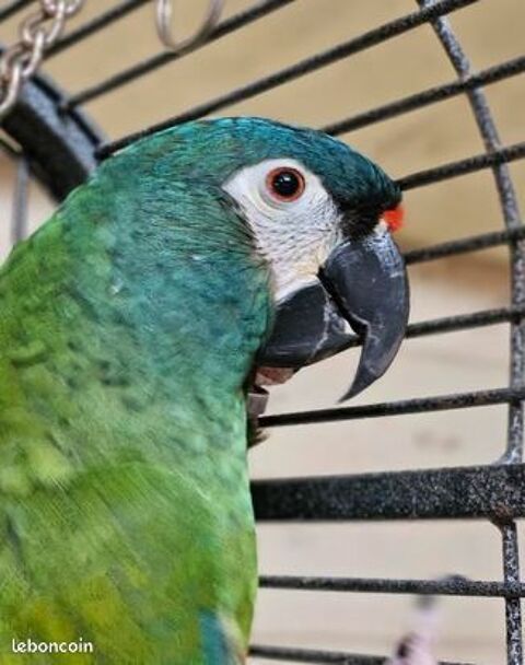 Cage et perroquet 550 44330 Vallet