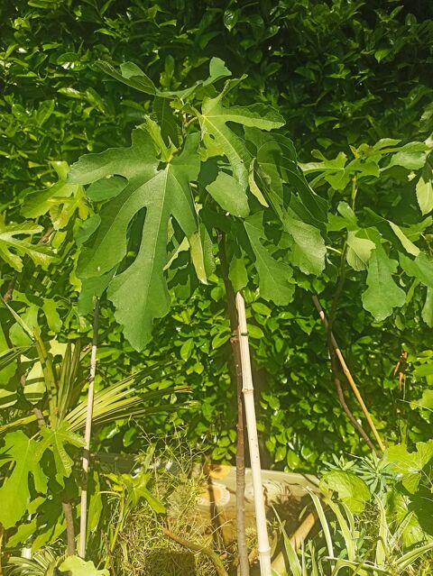 FIGUIERS 15 Villars-les-Dombes (01)