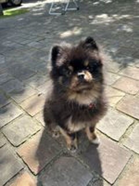   Loulou de pomranie (Spitz nain) pour sallie 