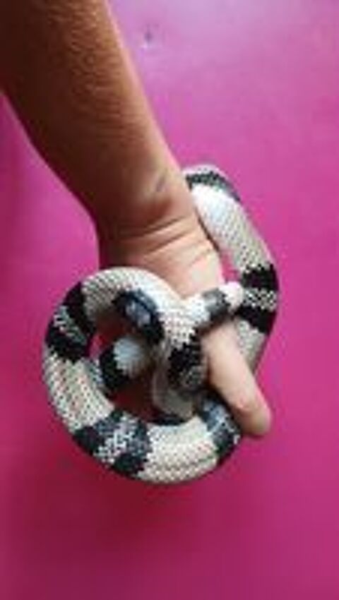   Lampropeltis triangulum hondurensis anery 