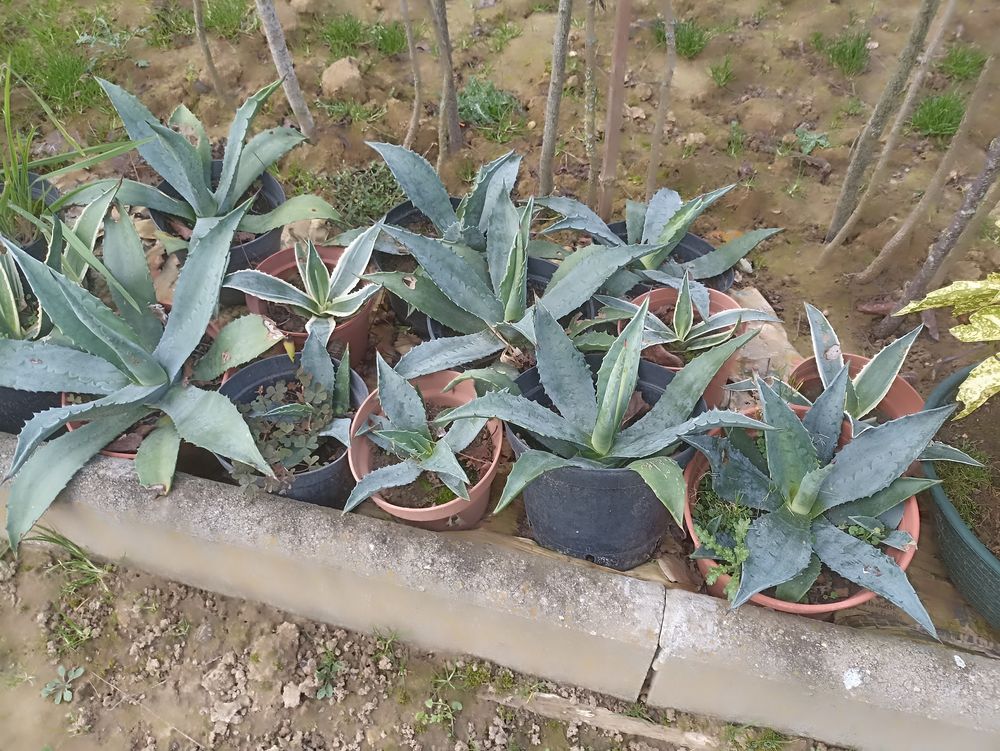 agave Jardin
