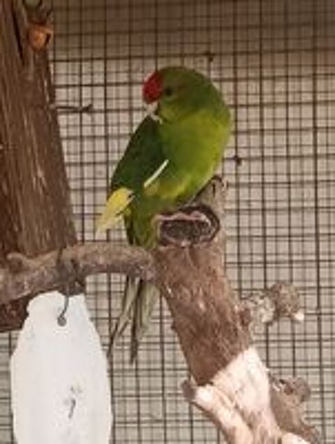  Kakariki  