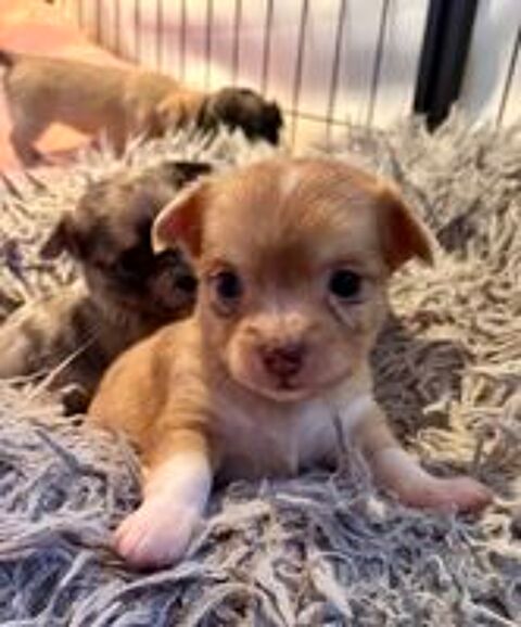   Chiot Chihuahua  