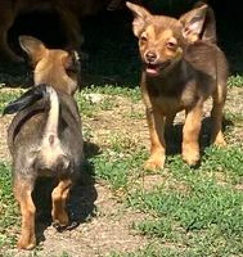   Chiots Pineranian  