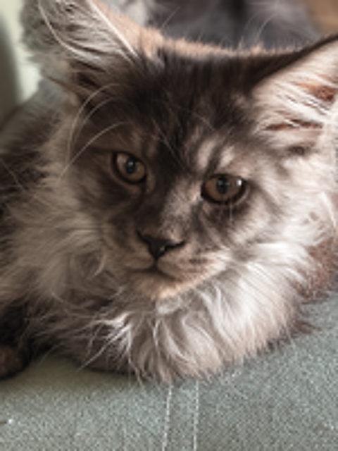   chaton maine coon loof 
