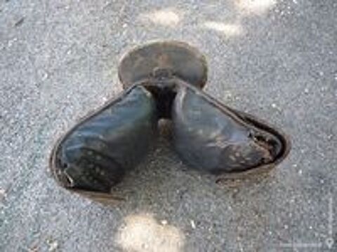   Selle muleti�re/mulet/�ne 