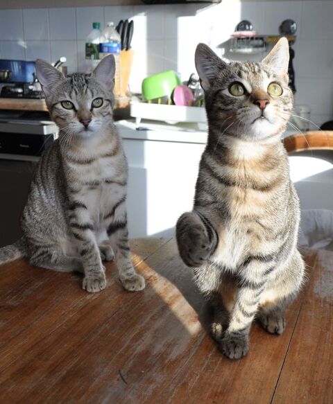 Siam & Gaïa chatons ado femelle de huit mois jeunes chattes 0 89520 Saint-sauveur-en-puisaye