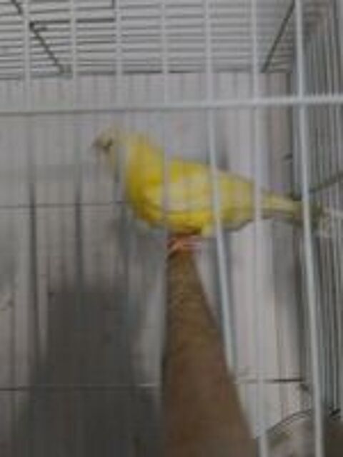   Canaris bec droit 